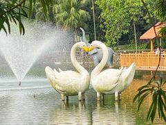 -深圳野生动物园