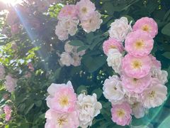 -杭州观成实验学校