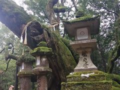 -奈良公园