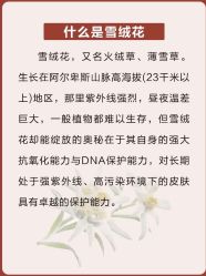 点击看大图 -玛莲朵·海菲秀冰珀科