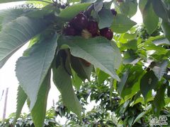 201106195960-意大利农场度假村