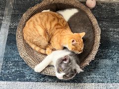 -四月宠物医院·猫专科·心脏专科·内科(转塘店)