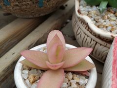 -龙大花卉苗木市场