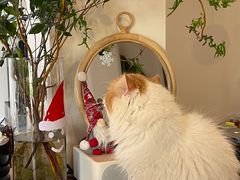 -有猫主题·治愈系猫咖(曾厝垵店)