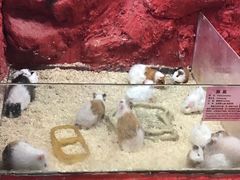 -上海大自然野生昆虫馆(东方明珠·爬宠昆虫探索中心)