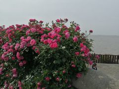 -上海滨江森林公园·停车场