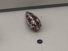 -青岛贝壳博物馆