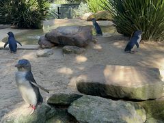 -费瑟代尔野生动物园