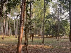 -中国科学院西双版纳热带植物园