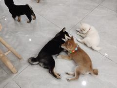 -柴犬小屋·柴餐厅·狗咖食堂(金鼎广场店)