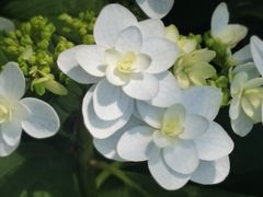 -石家庄市植物园