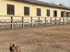 -北京群众马术培训基地