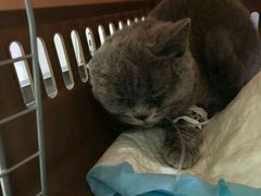 -伟伟宠物医院·CT影像中心·瑞派犬猫综合性门诊(汉口总院)