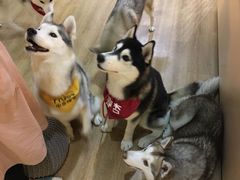 -Husky Go! 哈士奇体验馆·宠物咖啡厅狗咖
