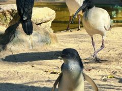 -费瑟代尔野生动物园