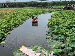-荷塘月色湿地公园·向阳花洲