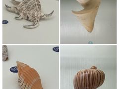 -青岛贝壳博物馆