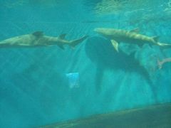 -北戴河圣蓝海洋公园