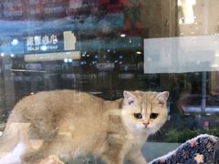 -悠尼宠物·独立低压伊珊娜洗护·美容·寄养(兰谷路店)