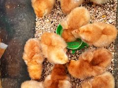 -青石桥花鸟鱼虫市场(叠翠城店)