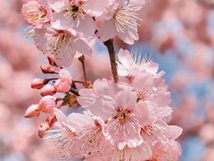 -上海辰山植物园