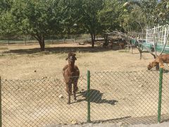 -大连铭湖国际观光牧场