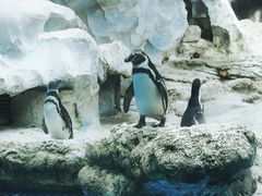 -珠海长隆海洋王国