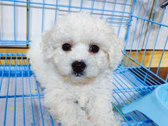 -关爱宠物医院·猫科中心·消化科(滨湖万达分院)