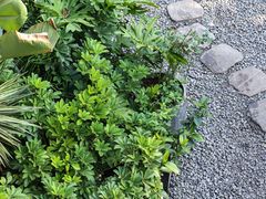 -云里小坐·小院里·团建·宴请·下午茶(三圣乡店)