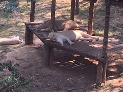 -石家庄市动物园