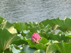-新江湾城公园