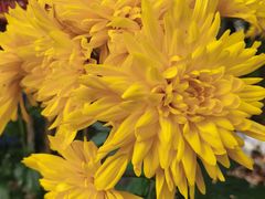 -大石鼓山庄·珠海第一烧猪