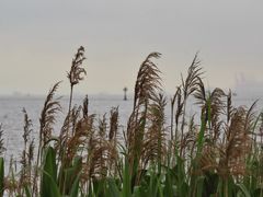 -上海吴淞炮台湾国家湿地公园