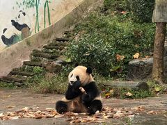 -中国大熊猫保护研究中心雅安碧峰峡基地