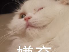 -猫腻·猫咖·撸猫馆(星光大道店)