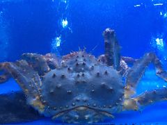 -月下料理(楷林IFC店)