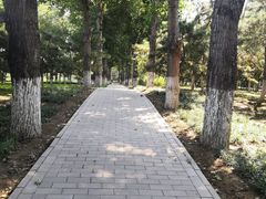 -大兴滨河森林公园