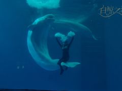 -海合安成都极地海洋公园