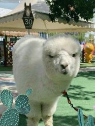 -萌宠亲子动物乐园(槐房万达店)