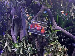 -正佳雨林生态植物园
