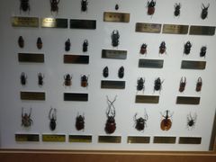 -上海昆虫博物馆