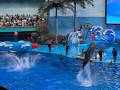 -海合安成都极地海洋公园