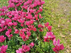 -上海鲜花港
