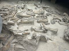 -自贡恐龙博物馆