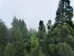 -玉苍山国家森林公园