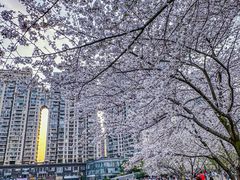 -西北湖绿化广场