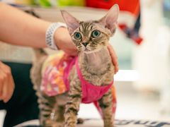 -momokira米努特·德文卷毛猫·棉花面纱犬