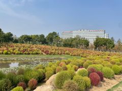 -春花秋色城市公园