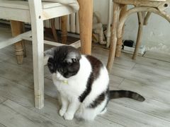 -海边的猫和咖啡馆