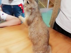 -藦茜花园宠物主题亲子互动体验馆(国顺东路店)
